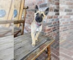 Small Photo #2 Belgian Malinois Puppy For Sale in BAYTOWN, TX, USA