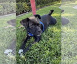 Small #5 Pug Mix