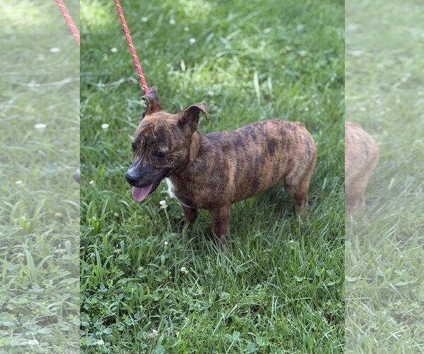 Medium Photo #2 Dachshund Puppy For Sale in Yardley, PA, USA