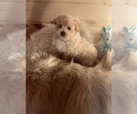 Small Photo #4 Maltipoo Puppy For Sale in CROSSVILLE, TN, USA