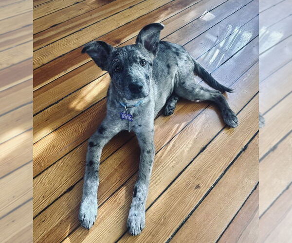 Medium Photo #4 Great Pyrenees-Unknown Mix Puppy For Sale in Oak Bluffs, MA, USA