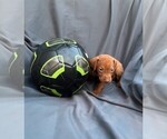 Small Photo #4 Vizsla Puppy For Sale in HOMESTEAD, FL, USA