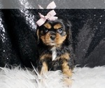 Small #3 Cavalier King Charles Spaniel