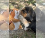 Small #14 Bluetick Beagle