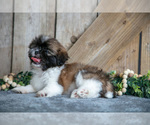 Small #2 Shih Tzu
