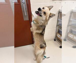 Pom-Shi Dogs for adoption in Center Township, PA, USA