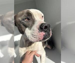 Mutt Dogs for adoption in Houston, TX, USA