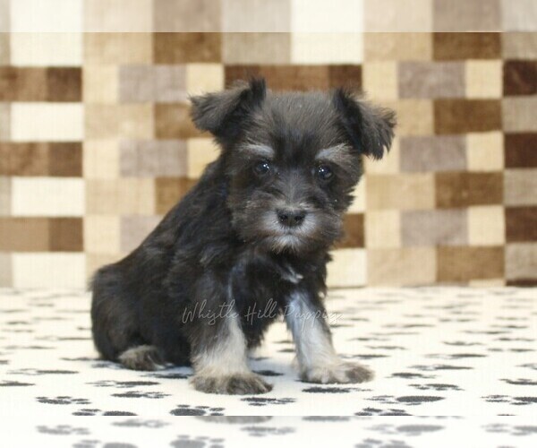 Medium Photo #1 Schnauzer (Miniature) Puppy For Sale in DENVER, PA, USA