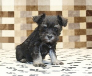 Schnauzer (Miniature) Puppy for sale in DENVER, PA, USA