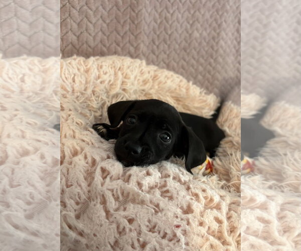 Medium Photo #1 Chiweenie Puppy For Sale in Phoenix, AZ, USA
