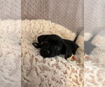 Small Chiweenie