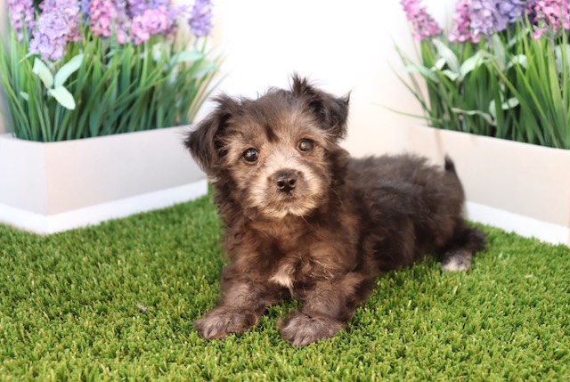 Medium Photo #1 Morkie Puppy For Sale in LAS VEGAS, NV, USA