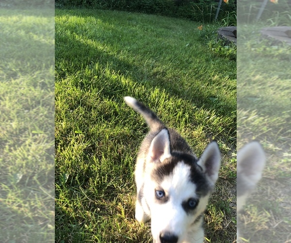 Medium Photo #5 Siberian Husky Puppy For Sale in BELLEVIEW, MO, USA