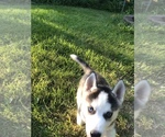 Small Photo #5 Siberian Husky Puppy For Sale in BELLEVIEW, MO, USA