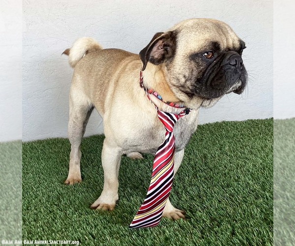 Medium Photo #2 Pug-Unknown Mix Puppy For Sale in San Diego, CA, USA