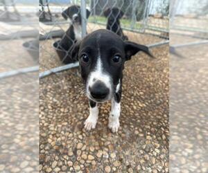 Labrador Retriever-Unknown Mix Dogs for adoption in San Antonio, TX, USA