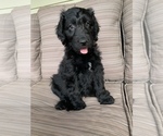 Small Photo #5 Goldendoodle Puppy For Sale in ALFORDSVILLE, IN, USA