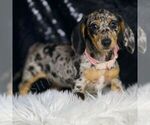 Small #3 Dachshund