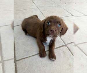 Mutt Dogs for adoption in Cave Creek, AZ, USA