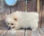 Daisy - Female Pomeranian Puppy for Sale - Photo #4