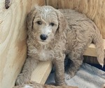 Puppy Purple Goldendoodle