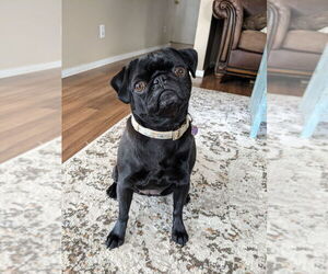 Mother of the Pug puppies born on 06/19/2025