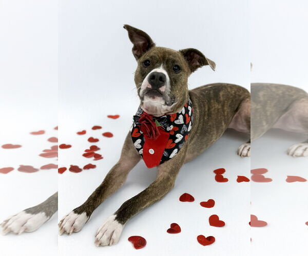 Medium Photo #2 Mutt Puppy For Sale in Rockville, MD, USA