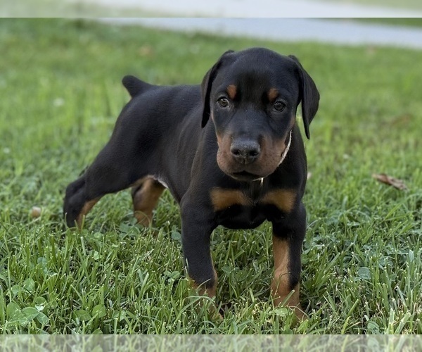 Medium Photo #19 Doberman Pinscher Puppy For Sale in NEWTON, NC, USA