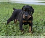 Small #18 Doberman Pinscher