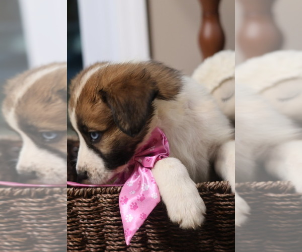 Medium Photo #7 Aussie Pyrenees Puppy For Sale in LEXINGTON, SC, USA