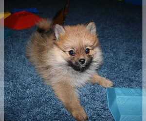 Pomeranian Puppy for Sale in DANIELSVILLE, Georgia USA