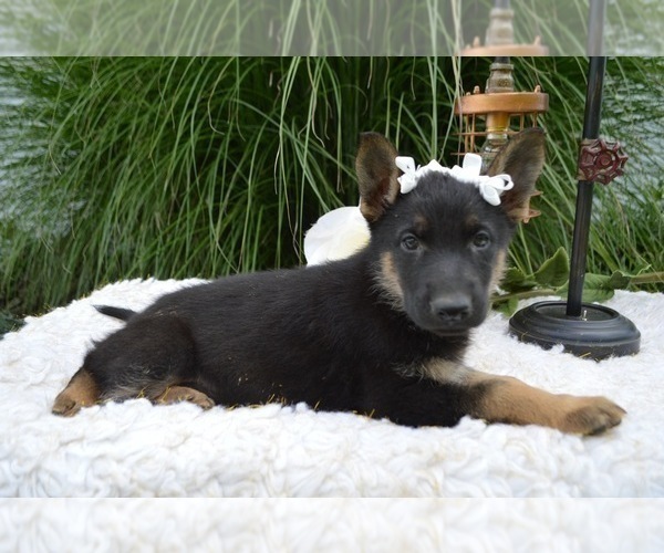 Medium Photo #3 German Shepherd Dog Puppy For Sale in HONEY BROOK, PA, USA
