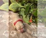 Image preview for Ad Listing. Nickname: AKC Golden Retr