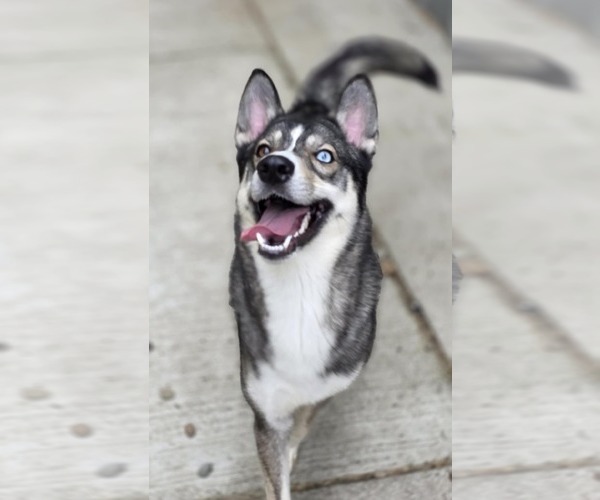 Medium Photo #4 Siberian Husky-Unknown Mix Puppy For Sale in Woodsfield, OH, USA