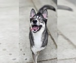 Small #3 Siberian Husky Mix