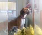 Small #7 Beagle-Coonhound Mix