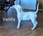 Small Photo #1 American Bulldog Puppy For Sale in BLACKSBURG, SC, USA