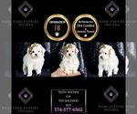 Small #6 Maltipoo