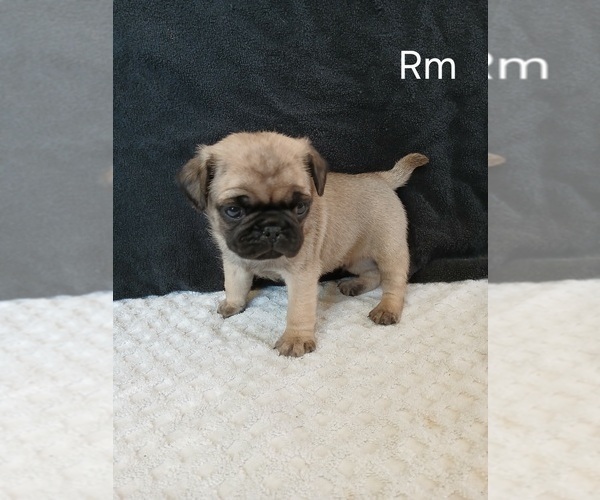 Medium Photo #6 Pug Puppy For Sale in EDGAR, WI, USA