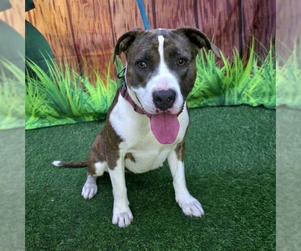 Medium Photo #1 Mutt Puppy For Sale in Long Beach, CA, USA