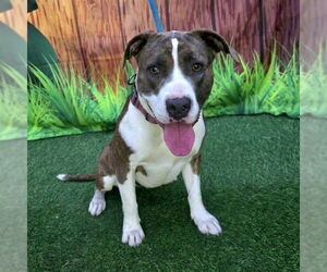 Mutt Dogs for adoption in Long Beach, CA, USA
