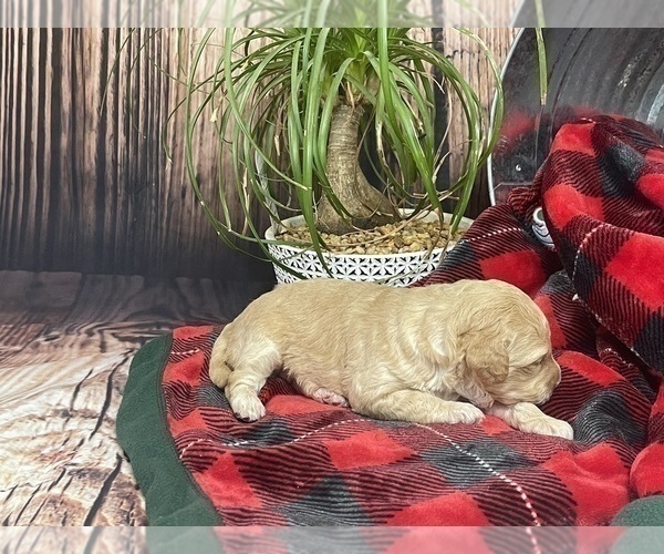 Medium Photo #4 Aussiedoodle Miniature  Puppy For Sale in COMMERCE, MI, USA
