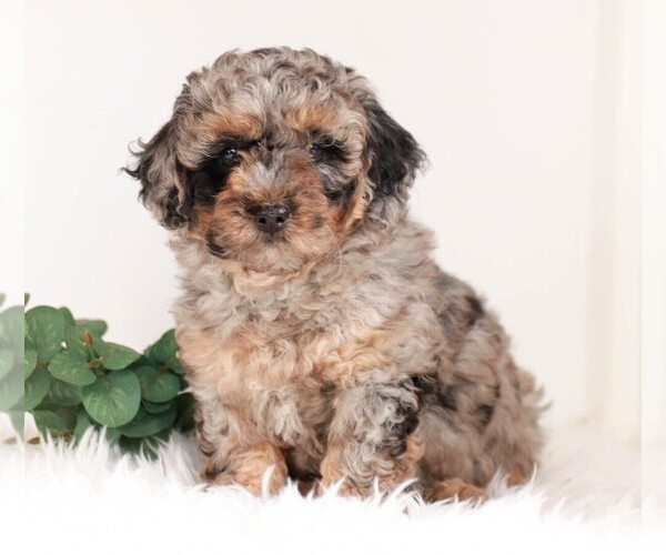Medium Photo #1 Goldendoodle (Miniature) Puppy For Sale in KILLINGER, PA, USA