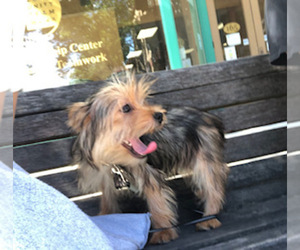 Yorkshire Terrier Puppy for sale in LOWELL, MA, USA