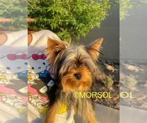Yorkshire Terrier Puppy for sale in EL CENTRO, CA, USA