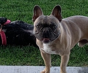 Father of the French Bulldog puppies born on 10/08/2019