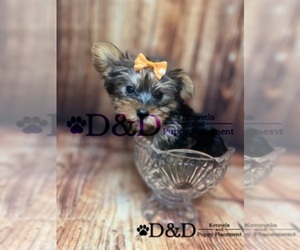 Yorkshire Terrier Puppy for sale in RIPLEY, MS, USA