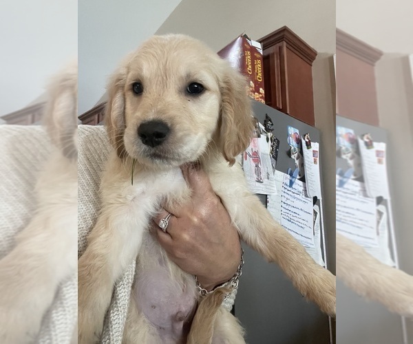 Medium Photo #1 Golden Retriever Puppy For Sale in JACKSONVILLE, NC, USA