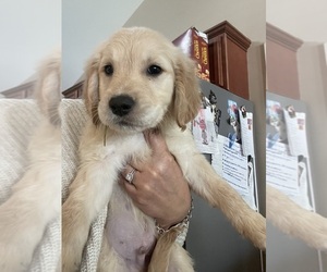 Golden Retriever Puppy for Sale in JACKSONVILLE, North Carolina USA