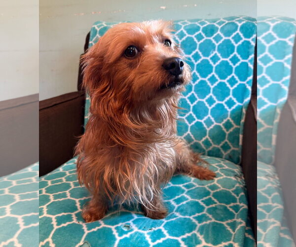 Medium Photo #3 Mutt Puppy For Sale in Pacolet, SC, USA